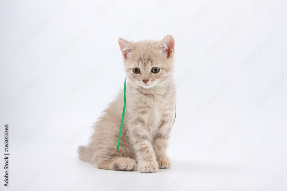 Kittens of British breed on a white background. Kittens of British breed on a white background.