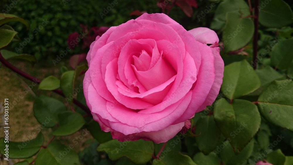 バラ
rose バラ
rose