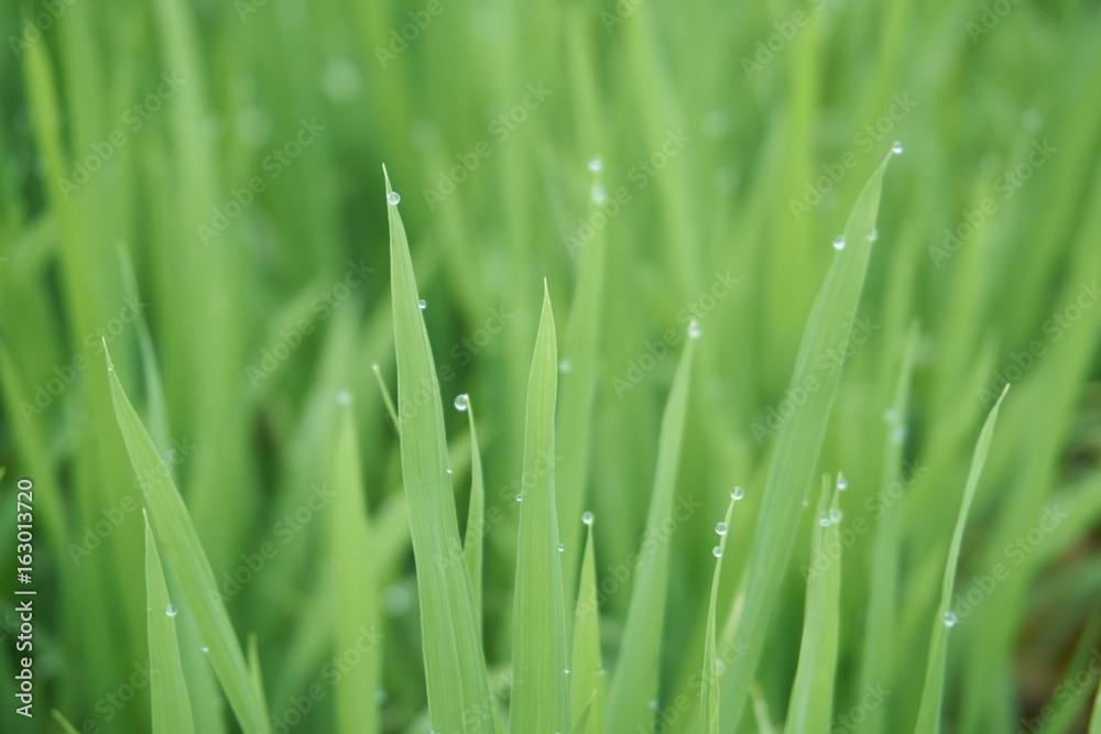 All freshly steep’d in morning dews. All freshly steep’d in morning dews.