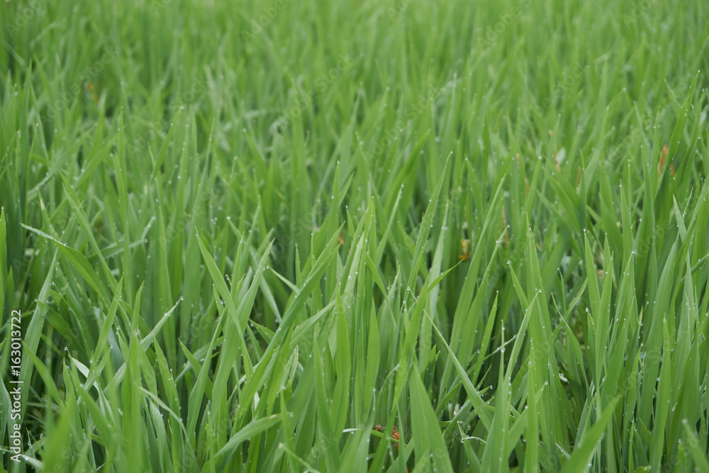 There are leaves moist with early morning dew.