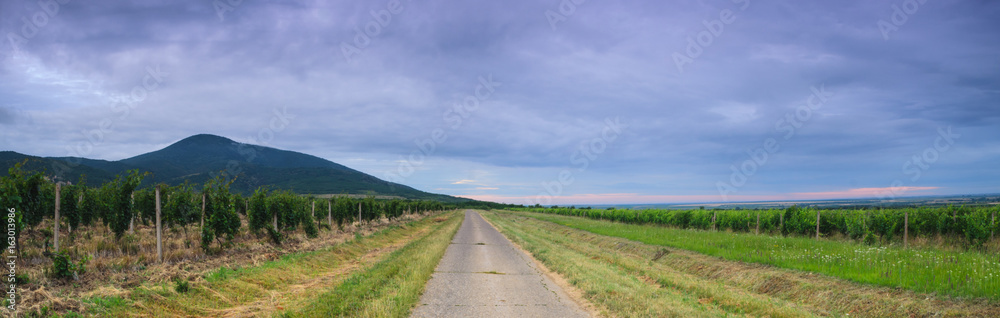 Old asphalt road through the vineyards in spring