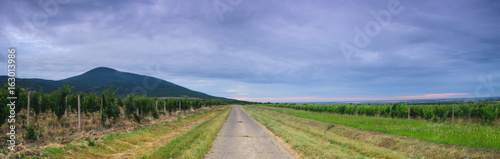 Old asphalt road through the vineyards in spring