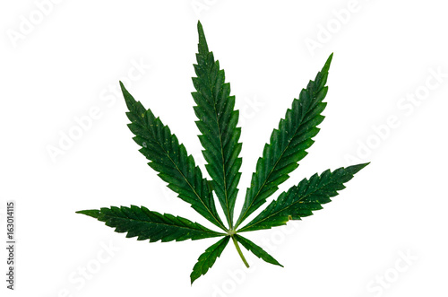 Leaf of the cannabis plant isolated on white