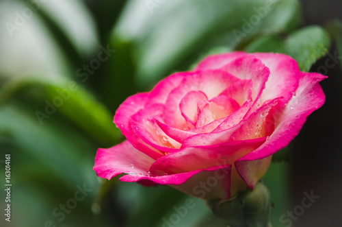 Wallpaper Mural Drops of rain on a rose flower Torontodigital.ca