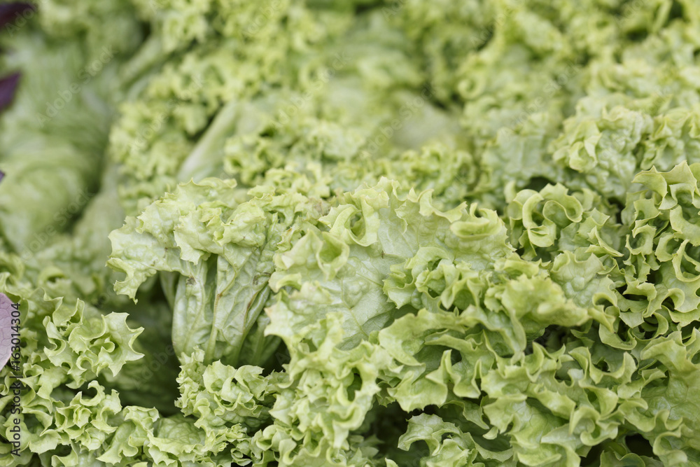 Φωτογραφία Green lettuce salad on the market, Colorful photo of green lettuce salad with de
