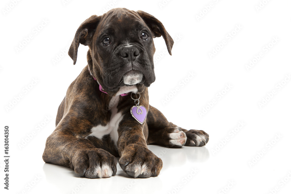 Boxer Puppy