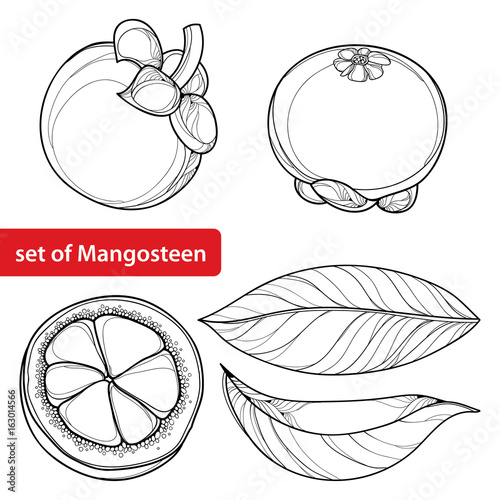 Vector set with outline Purple Mangosteen or Garcinia mangosteen fruit and leaf in black isolated on white background. Exotic tropical fruit in contour style for summer design and coloring book.