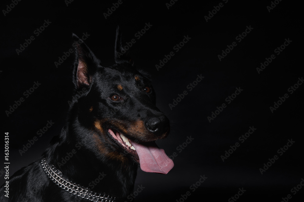 French shepherd dog head with tongue hanging out French shepherd dog head with tongue hanging out