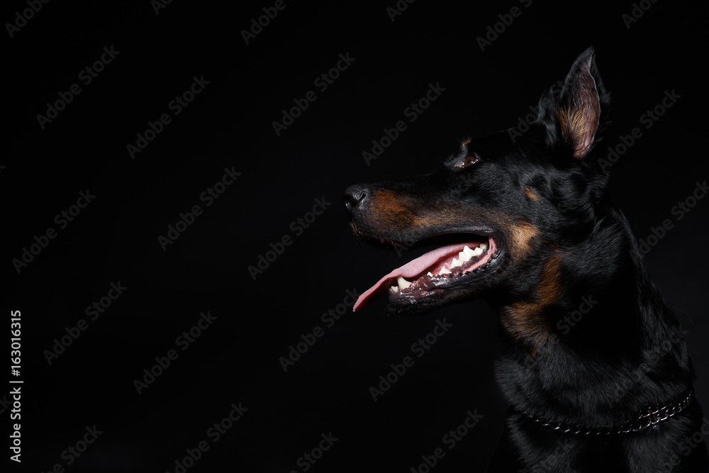 Beauceron dog head with tongue out, side view