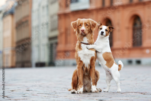 two adorable dogs posing on the street