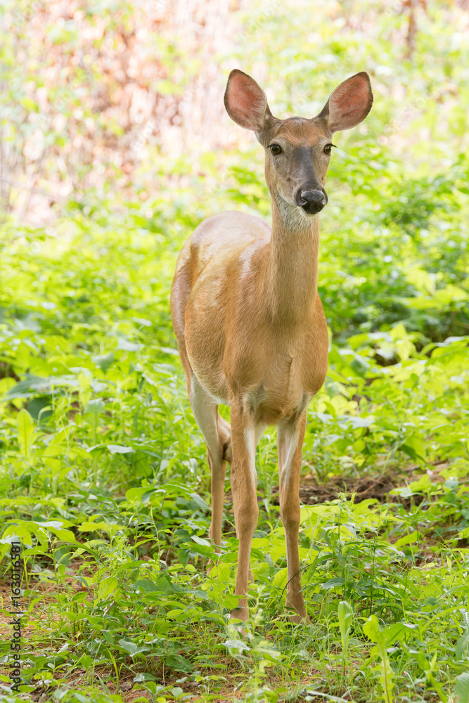 A lone doe stares at the camera in a clearing A lone doe stares at the camera in a clearing