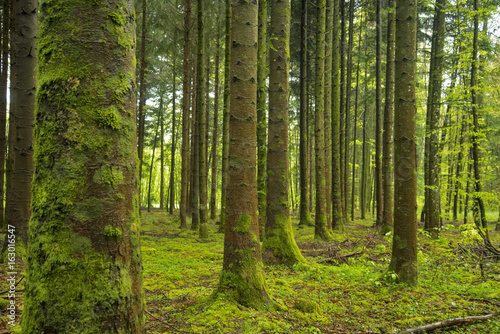 Paysage de forêt