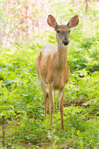 A lone doe stares at the camera in a clearing