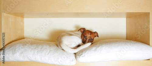 Fototapeta Naklejka Na Ścianę i Meble -  sleepy tried dog in bed