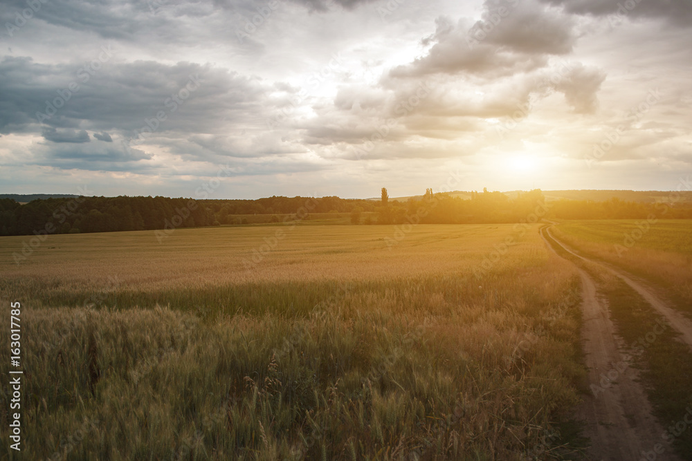 Wheat field landscape in the summer evening.