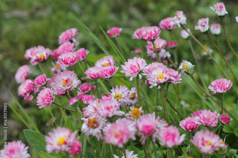 Beautiful flowers in the field Beautiful flowers in the field
