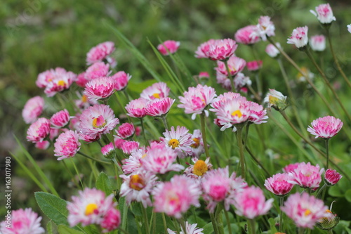 Beautiful flowers in the field © elisey7