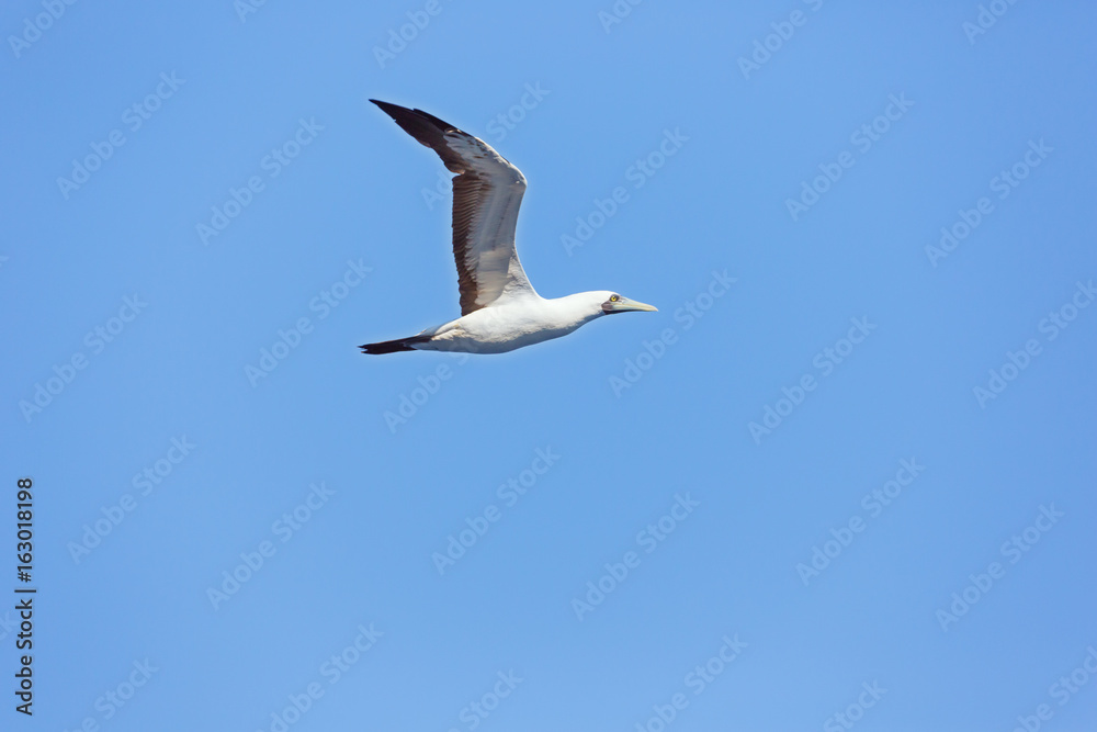 Masked booby passing over head at close distance Masked booby passing over head at close distance