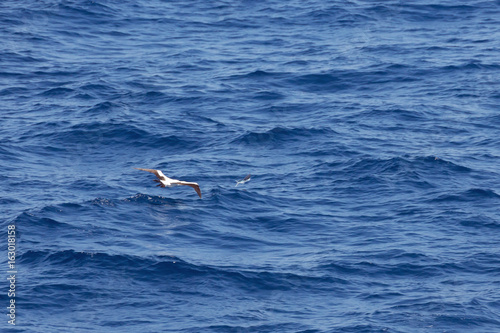 Masked booby hunting for a flying fish on the Arabian Sea © Vermeulen-Perdaen