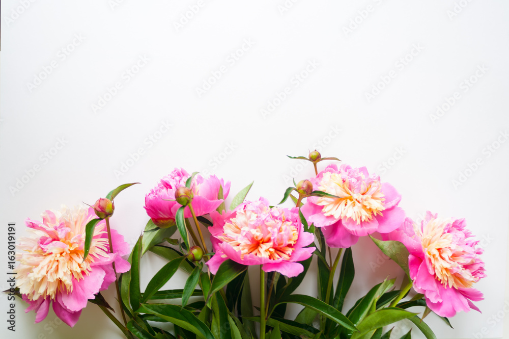 Pink peonies on white background Pink peonies on white background