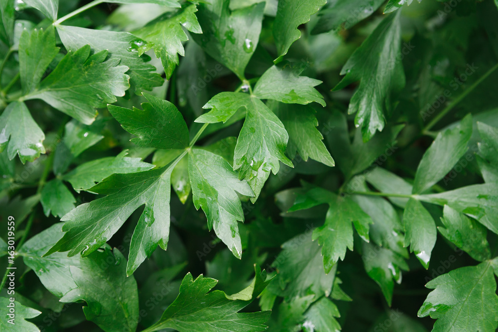 Closeup leaves of parsley, green background Closeup leaves of parsley, green background