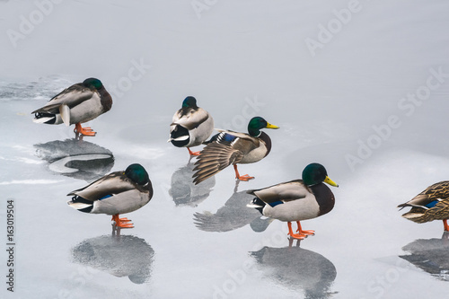 group ducks on the ice in the river in winter I