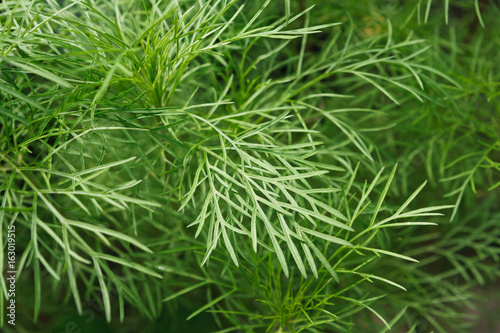 Closeup leaves of fennel, green background
