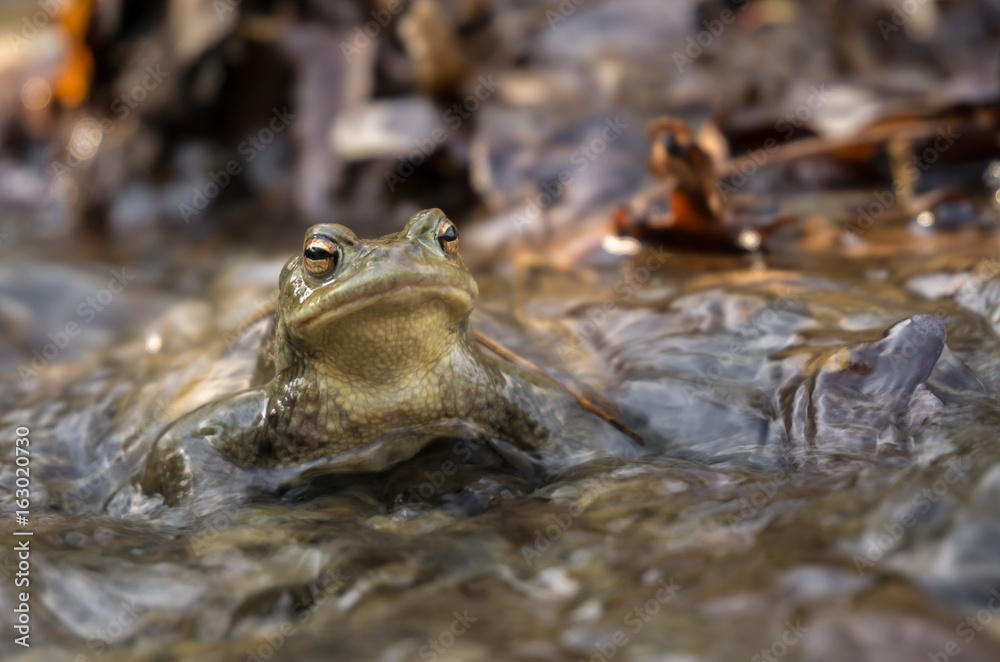 Erdkröte im Wasser Erdkröte im Wasser