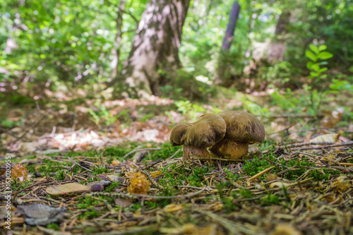 flockenstieliger hexenröhrling (Neoboletus luridiformis)