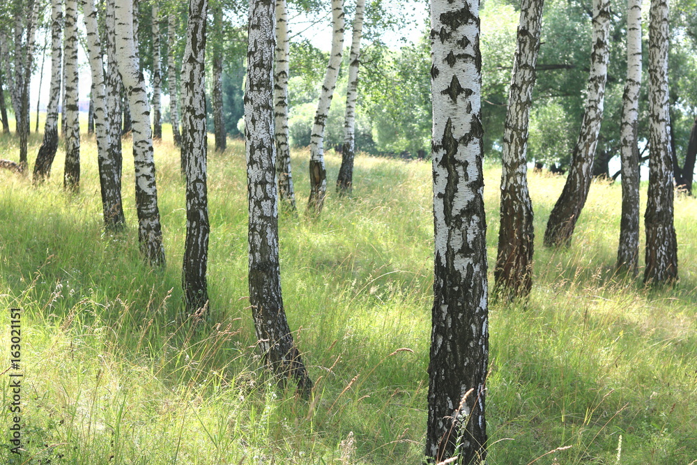 Beautiful white birches in summer in birch grove Beautiful white birches in summer in birch grove