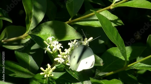 Großer Kohlweißling und Ligusterblüten photo