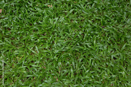 Lawn,Greensward. © jamesjoramas