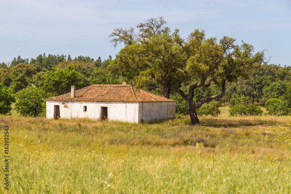 Farm house with wheat plantation and trees in Vale Seco, Santiago do Cacem Farm house with wheat plantation and trees in Vale Seco, Santiago do Cacem