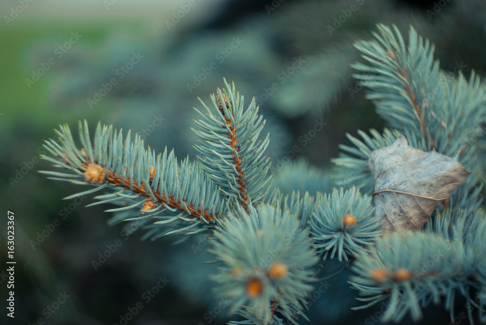 A branch of a blue spruce closeup A branch of a blue spruce closeup