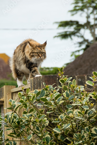 Fototapeta Naklejka Na Ścianę i Meble -  Gatto Maine Coon a caccia