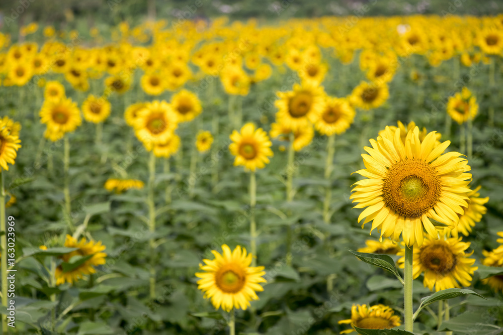 Beautiful yellow sunflower in the farm background Beautiful yellow sunflower in the farm background