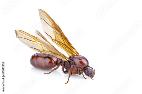 Subterranean ant (Scientific Name is 