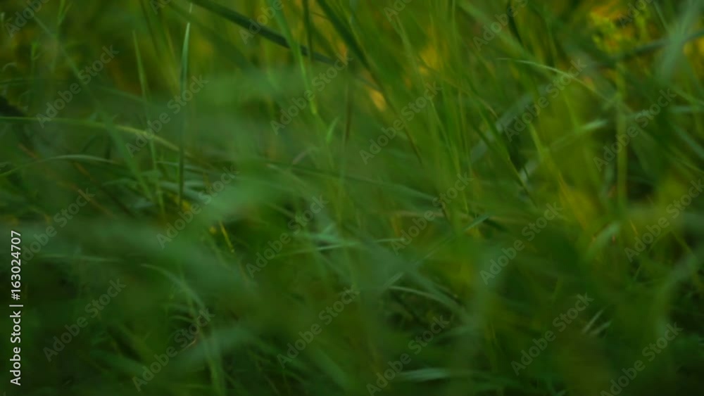 Movement of the camera through the field grass. Slow motion Movement of the camera through the field grass. Slow motion
