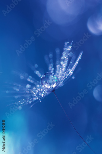 Dandelion with drops of water and a beautiful bokeh on a blue background. Beautiful macro of dandelions. © Yulia
