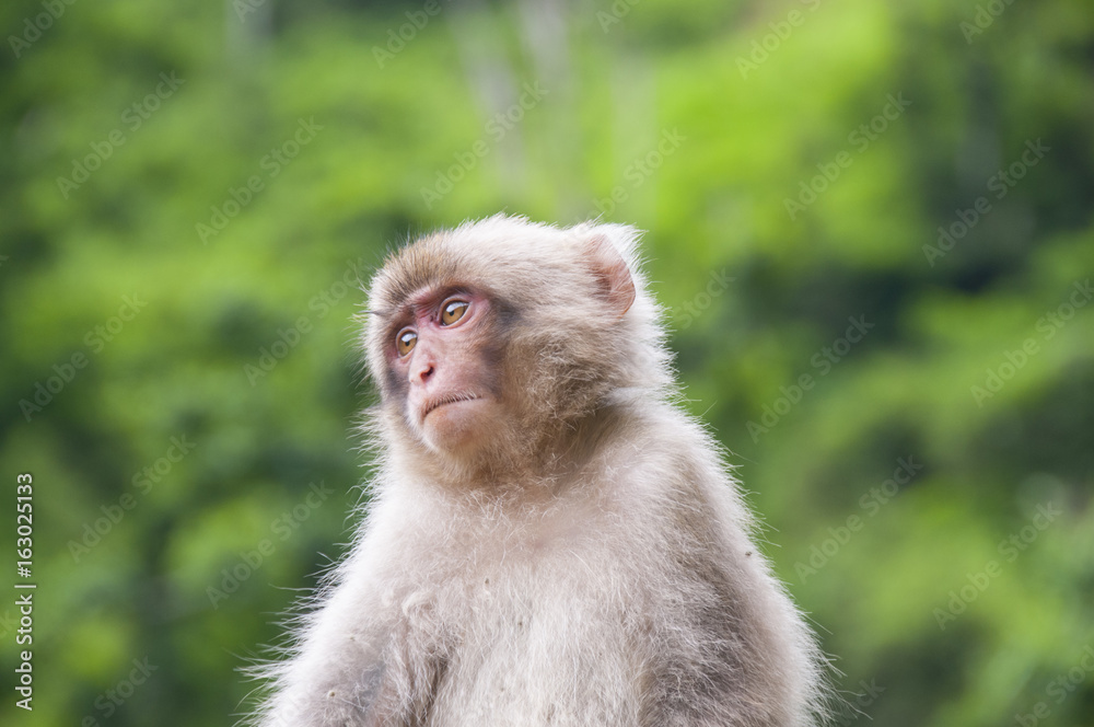 Baby Japanese macaque looking cute