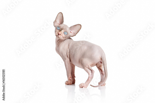 Fotografie Cat. Canadian sphynx cat kitten on white background