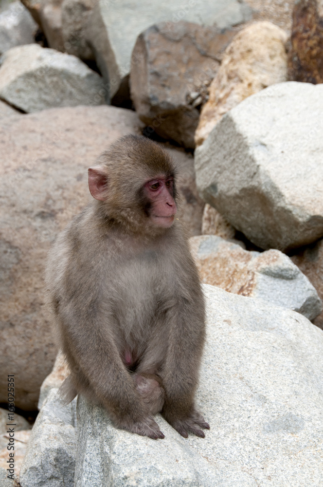 Baby Japanese Macaque sat amongst the rocks