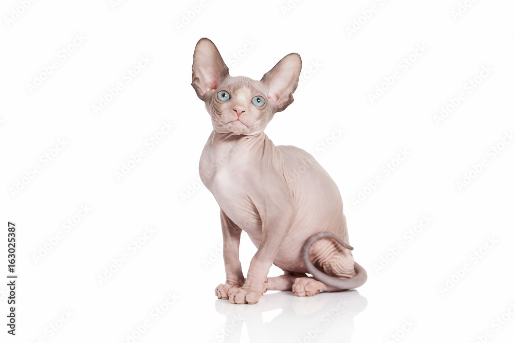 Cat. Canadian sphynx cat kitten on white background Cat. Canadian sphynx cat kitten on white background