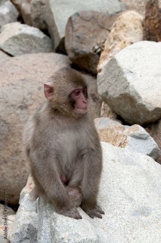 Baby Japanese Macaque sat amongst the rocks © BCT