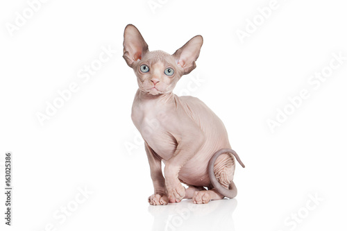 Cat. Canadian sphynx cat kitten on white background