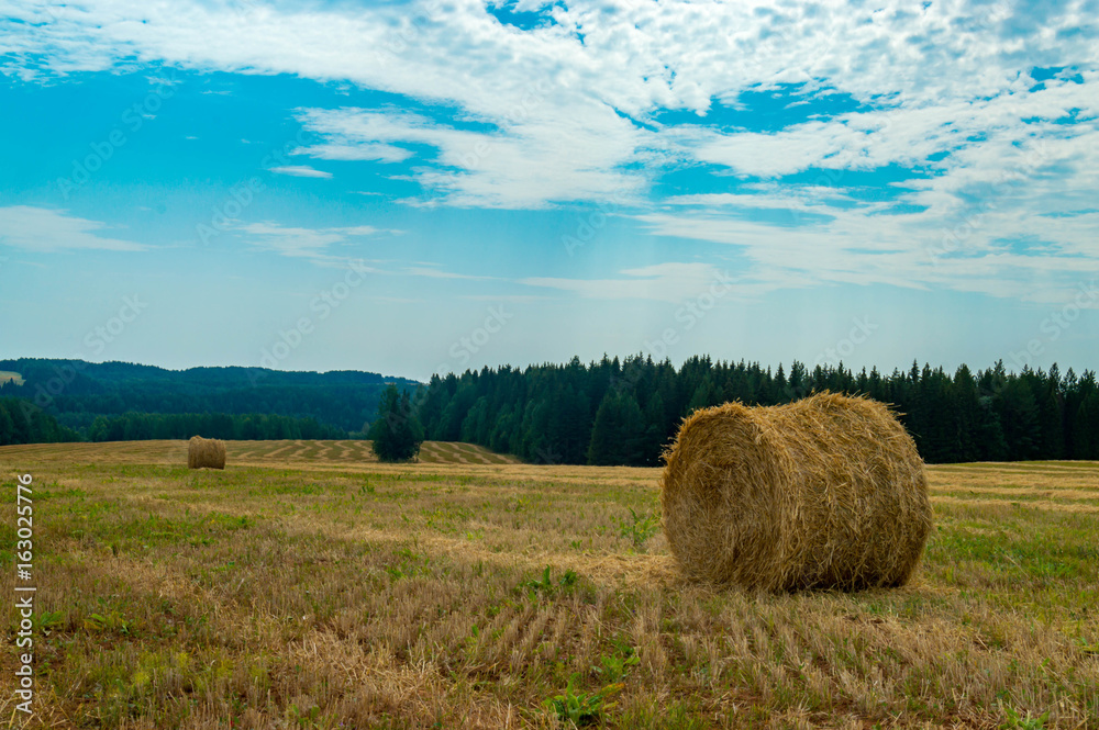 Hay and straw bales in the end of summer