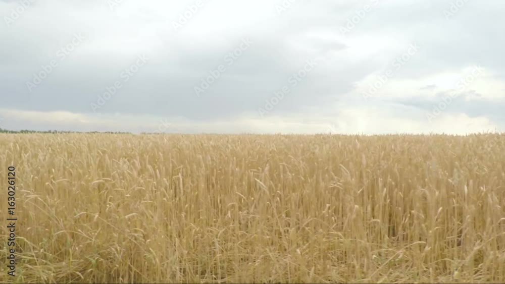 Gold spikelets of wheat in field. Camera moves from right to left Gold spikelets of wheat in field. Camera moves from right to left