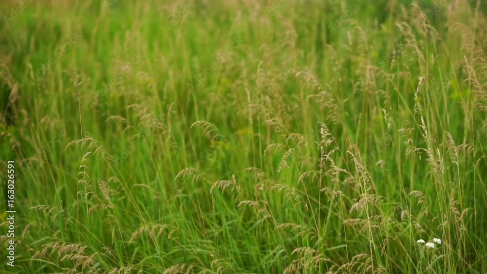 Field grass. Slow motion camera Field grass. Slow motion camera