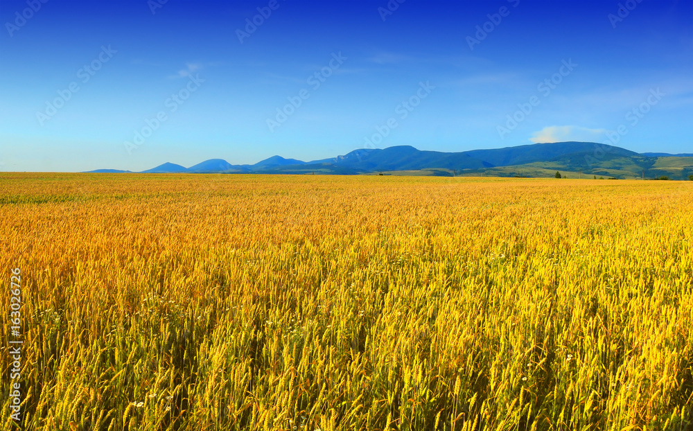 wheat field at the sunset