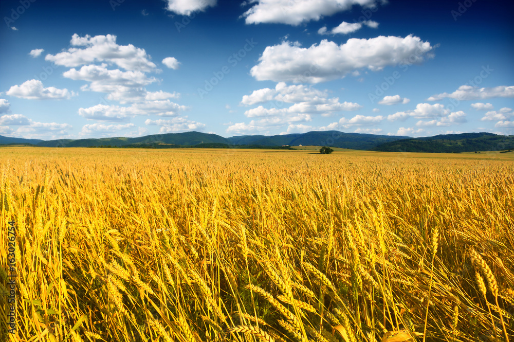 Naklejka premium wheat field at the sunset